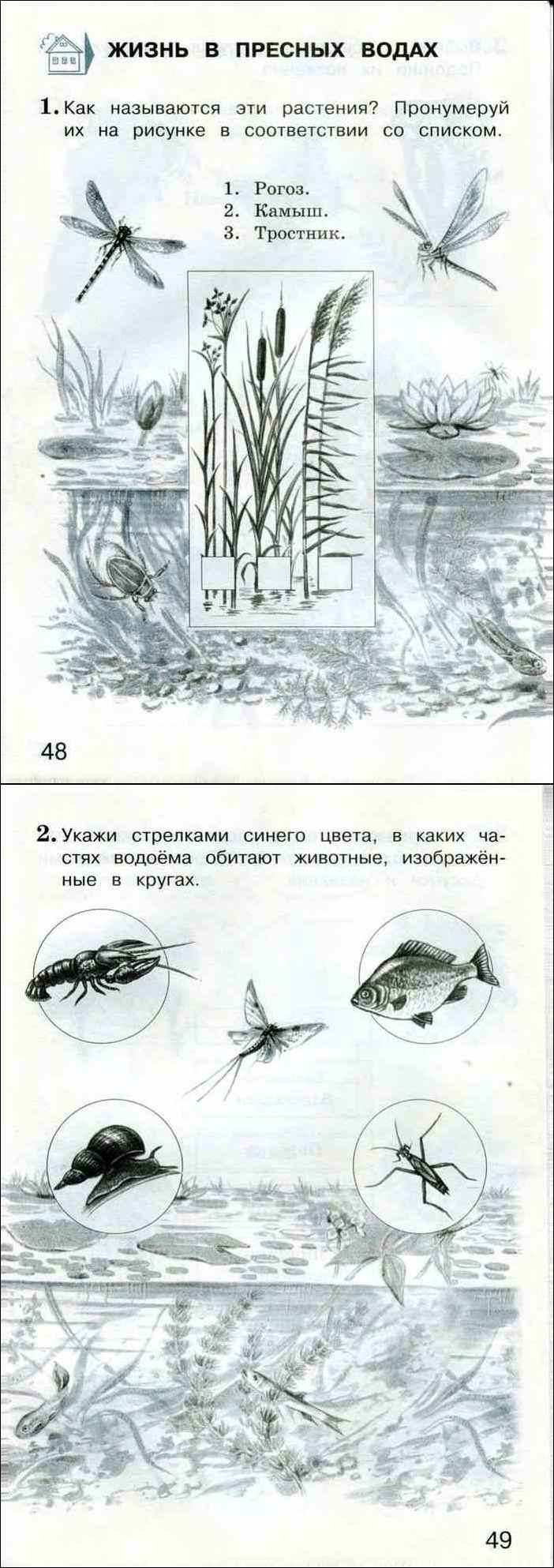 Определите с помощью атласа определителя животных изображенных на рисунках учебника