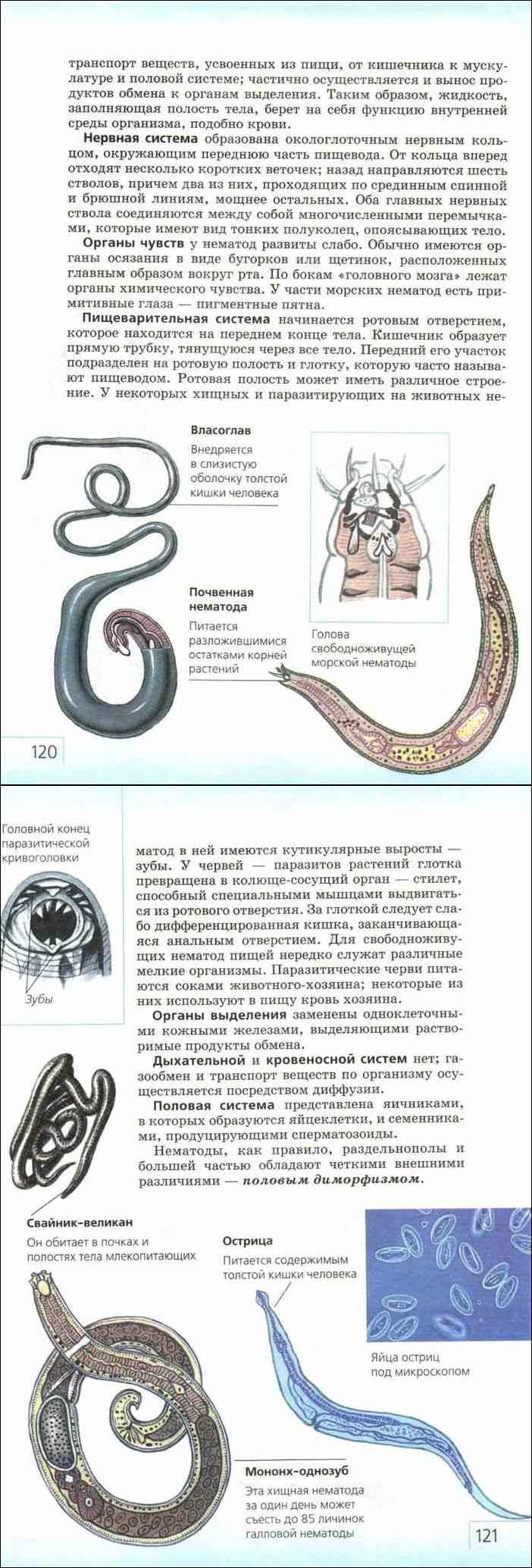 Паразитический червь пищеварительная система. Круглые черви 7 класс биология. Учебник биологии 7 класс плоские и круглые черви. Круглые черви паразиты человека таблица. Круглые черви ЕГЭ биология.